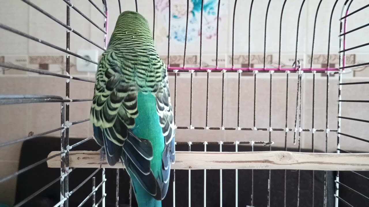 Muhabbet Kuşları İçin Günlük Mutluluk Vitamini! 🐦 Her Gün 10 Dakika Yeter 🎧✨