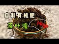 Nina花园48：自制有机肥5（用茶叶渣、茶水制作有机肥的两种方法，方便、干净、卫生）