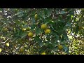 FINCA SELVATICA CON POTENCIAL PARA CENTRO HIGIENISTA