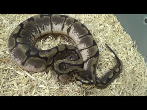 2018 Female Spider Scaleless Head Ball Python
