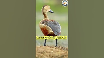 Lesser Whistling Duck Calling #calling #hunting #birdsounds #birdssounds