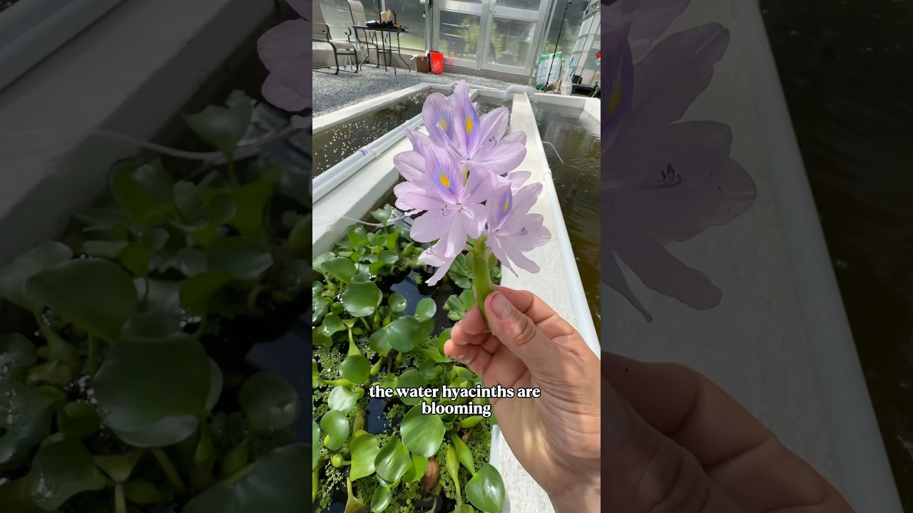 My plants are GROWING!