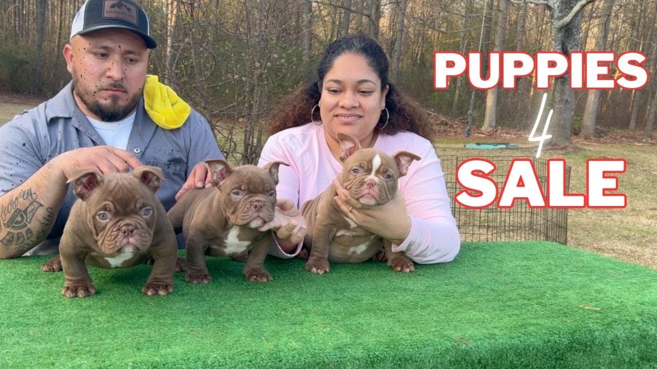 Bully Puppies Available!