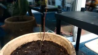 Avocado Tree Secret! (What No Other Video Says!!)