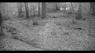 European badger (Meles meles)