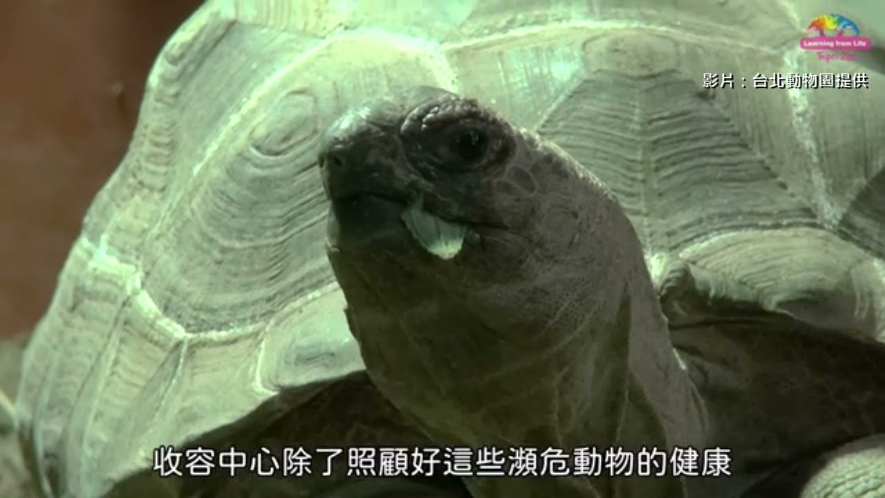 【有片】野生動物收容中心照顧物種健康 翻轉瀕危趨勢 YouTube player