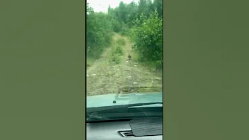 Куропатка спасает птенцов, отводит опасность от выводка, отвлекает внимание на себя