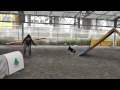 柴犬クールのアジリティトレーニング