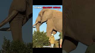 Heaviest Animals in the World 🌍 | You Won’t Believe the Last One! #shorts #whale