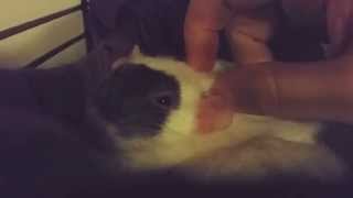 ARORABLE PET RAT IS HAPPY TO BE PETTED