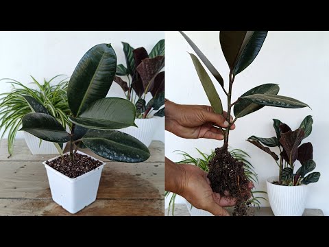 succulents large leaf Succulent Large – Bunches Direct USA