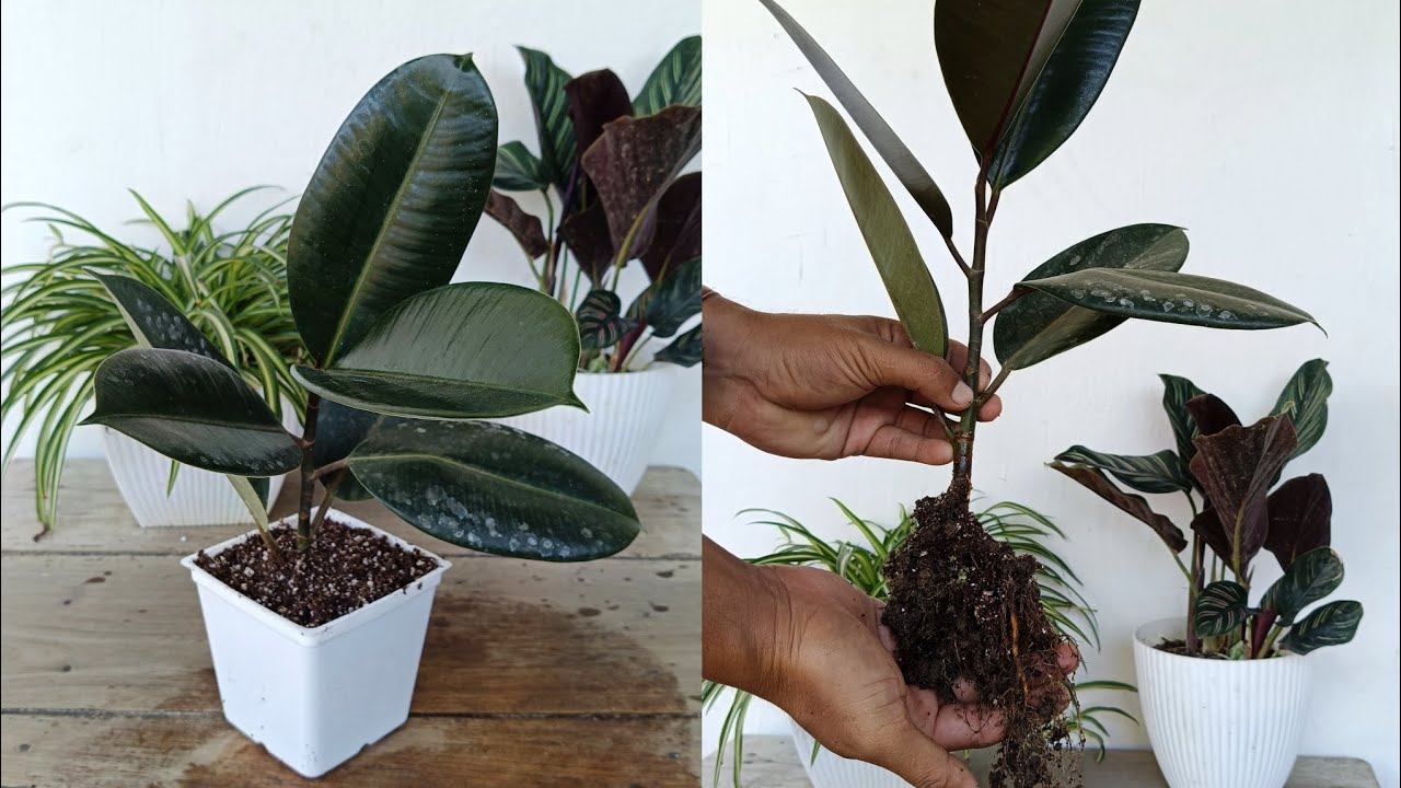 How To Root Rubber Plant Cuttings (And Why You Should) - YouTube