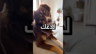 اذا رايت هذا الكلب اهرب بسرعه