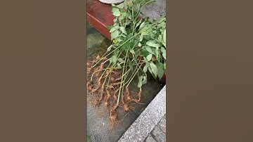 17củ 1kg sâm rừng lai châu 9-10 năm tuổi #sâm_ngọc_linh #sâm_ngọc_linh_rừng #sâm_ngọc_linh