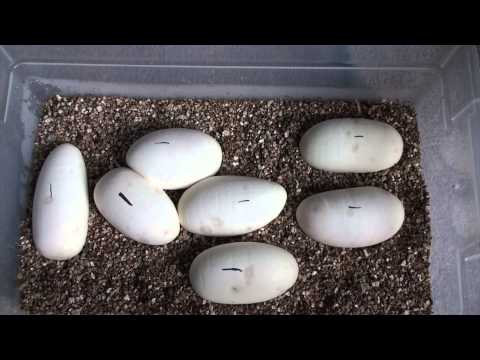 |Ball Python Clutch #2|