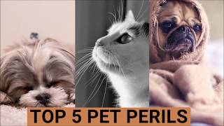 Pet Insurance - Top 5 Pet Perils ? What are the Major Dangers to your Pet at your own home ?