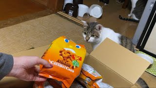 猫のこーちゃんは、自分が食べられるものが入っていると思ってたらしい。