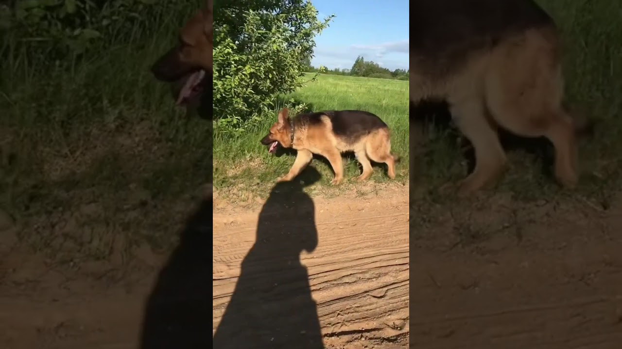 Моя овчарка лучшая! 