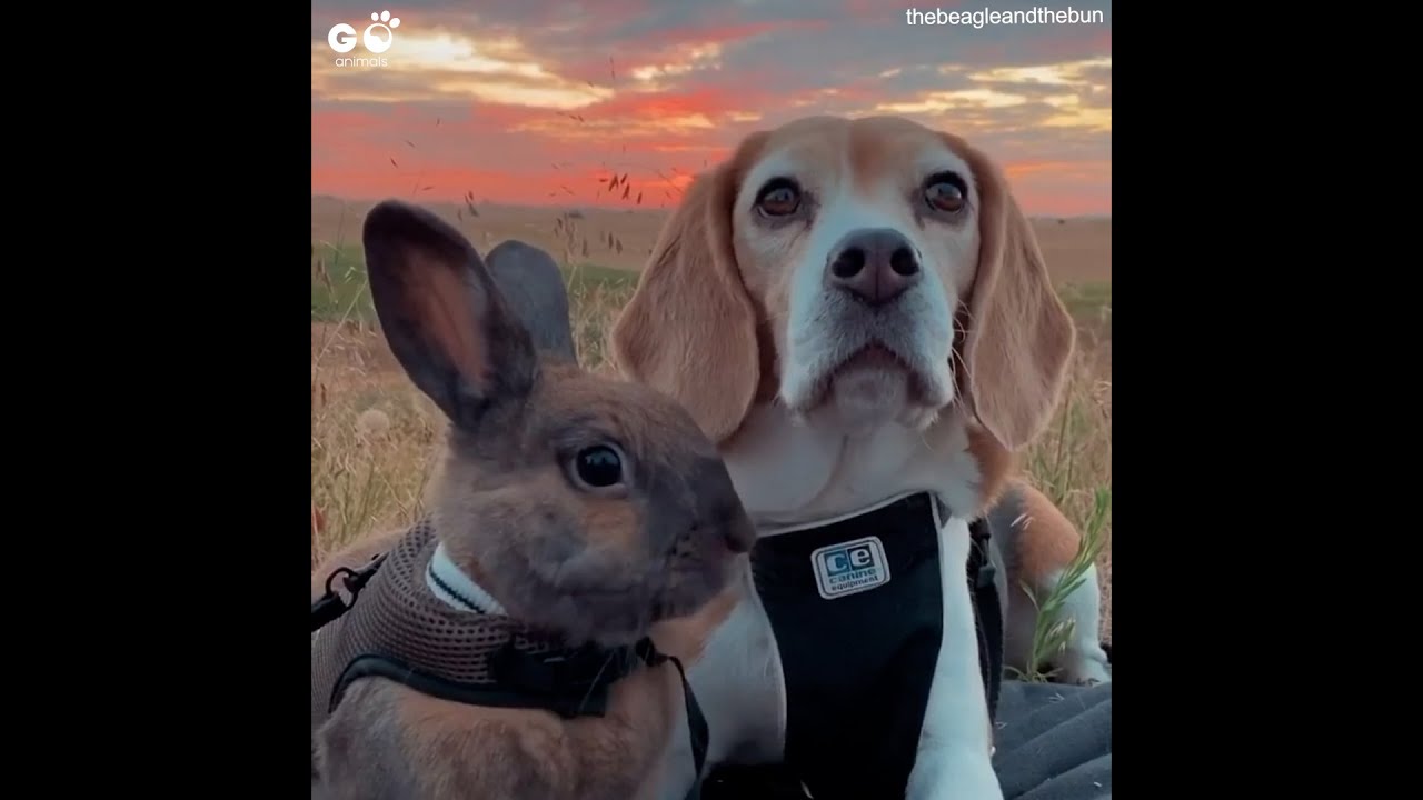 Beagle and Bunny Siblings Are Best Friends Bunny and Dog BFFs Go