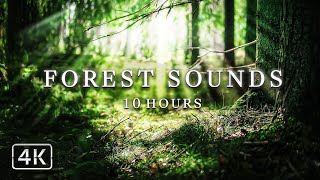 Sunshine AWAKENS Life | 10 Hours of Forest Birds Sounds  Relaxing Nature Meditation