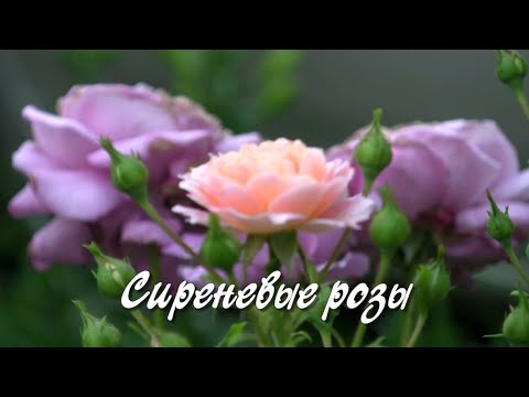 Сиреневые розы. Дачные