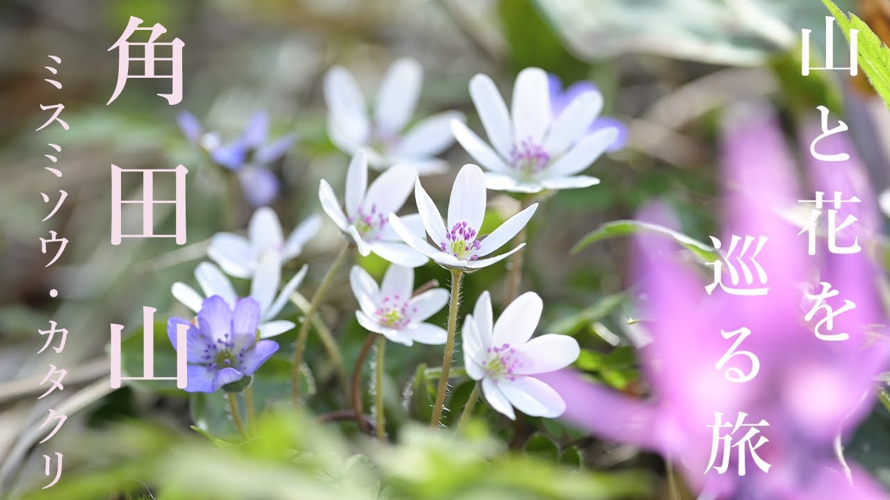 【登山】角田山（桜尾根・灯台コース）早春の山野草と日本海の展望が素晴らしい新潟の低山に登ってきました