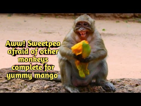 natural-wildlife---aww!-sweetpea-afraid-of-other-monkeys-complete-for-yummy-mango