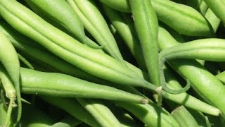 Famous Raynbow: pre-sorter for Green Beans | RAYTEC VISION SpA Net Worth