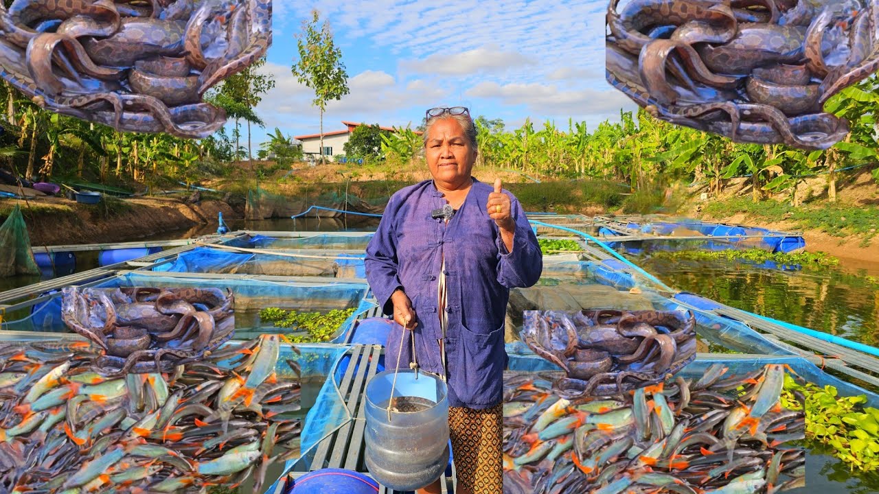 ขุดบ่อเลี้ยงปลาน้ำโขงรายได้ไม่ธรรมดาคุณยายวัย63ปี!!รายได้หลักแสนต่อเดือนไม่ต้องออกไปไหนนอกบ้าน