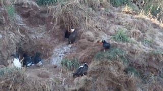 Haystack Rock puffins