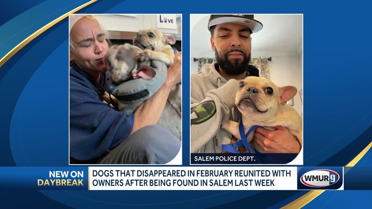 Dogs, owners reunite in Salem after months apart - YouTube