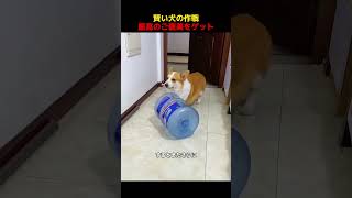 賢い犬の作戦、最高のご褒美をゲット！#shorts   #動物 #ペット