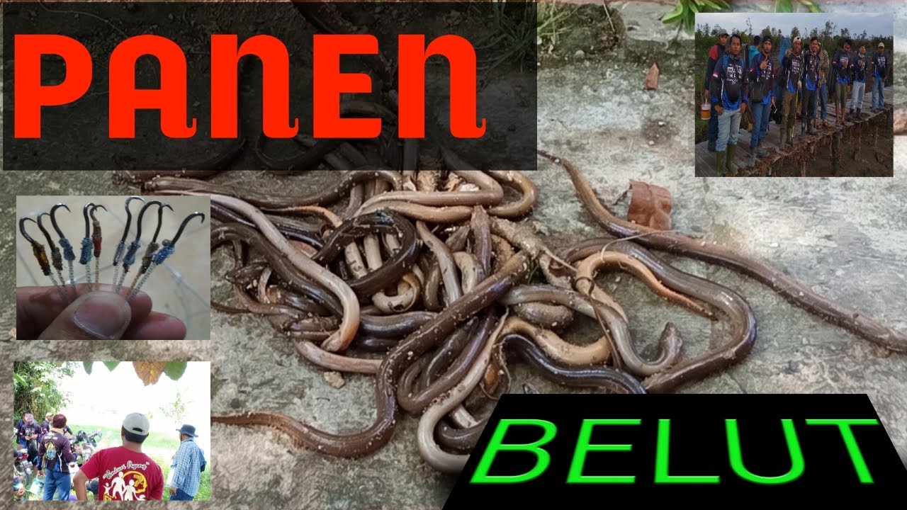 Panen belut 