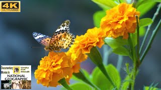 4K VIDEO ultrahd  4K VIDEOS demo test nature | Lumix FZ1000 Panasonic 4k Test | Butterfly 4k video