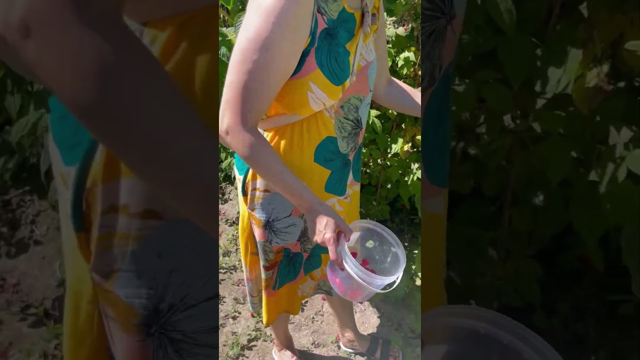 Surrey Farms, July 2025