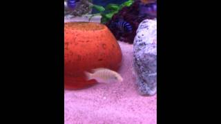 Metriaclima Estherae