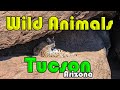 Tucson arizona  the coolest wild animals of tucson az