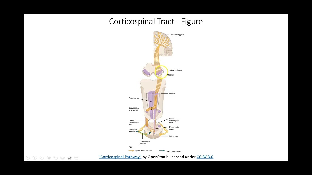 Somatic Motor Responses