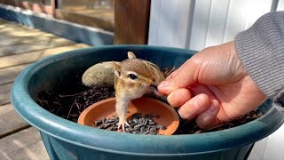 Chipmunk Terry loves being hand-fed.