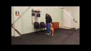 Intro to UKC Rally Obedience - Call Front Finish Right