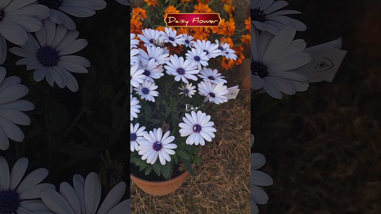 Daisy Flower 🌸🌸🌸
