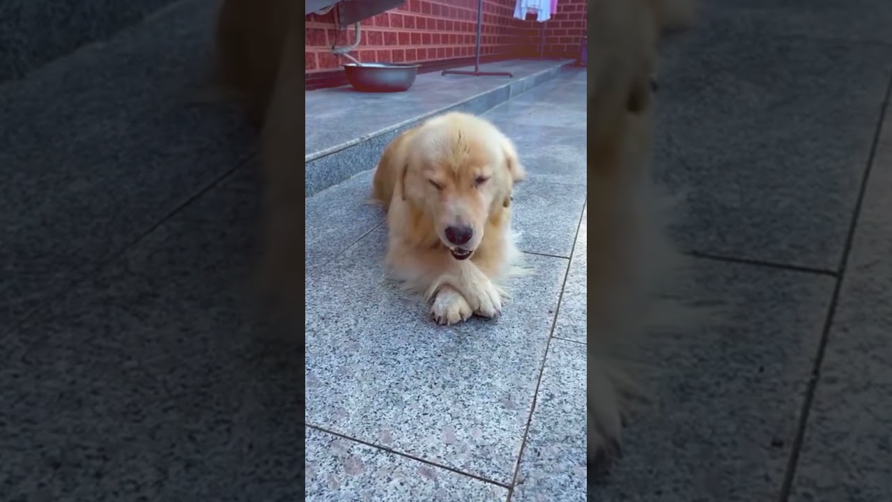 Stop Your Dog Before It Touches This ⚠️🐶