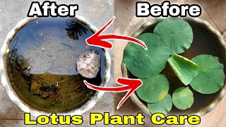 Lotus Plant at home | Lotus plant winter care