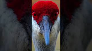 Adorable Birds neck #birds #birdsong #naturesounds