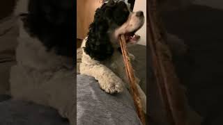 Funny puppy pins me down