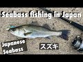 Fishing in japan for japanese seabass    light shore jigging