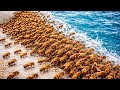🐝 1,000 BEES vs 5 NATURAL DISASTERS! 🐝 # insects