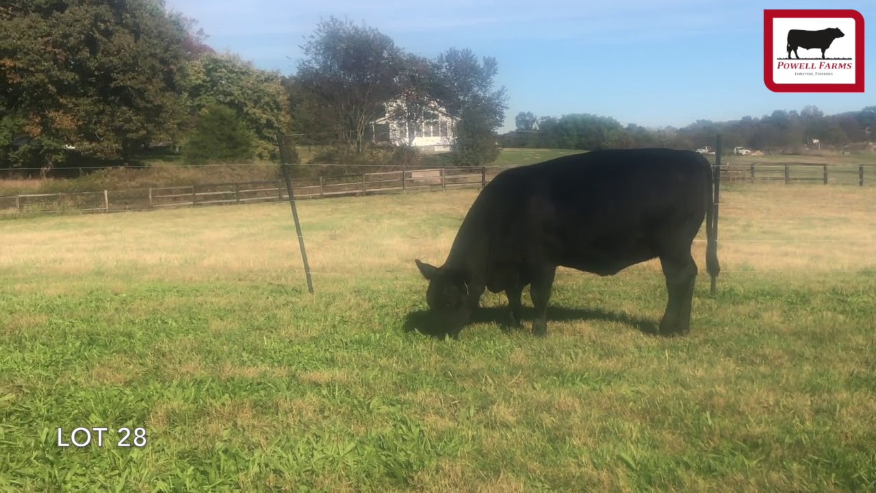 angus tasty Powell Farms Lot 28
