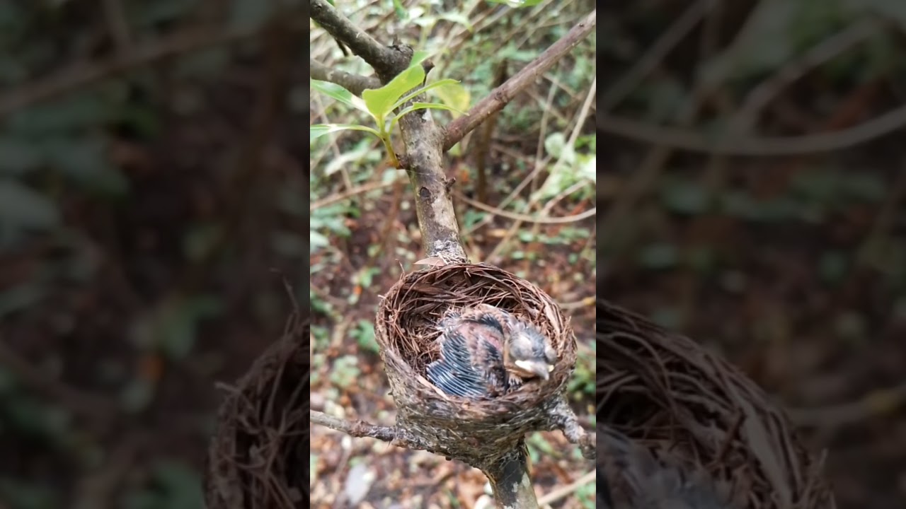 The Circle of Life: Parent Bird Feeding Its Young 