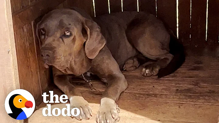 This Dog Was Chained Up Outside For 7 Years | The Dodo